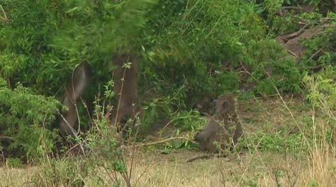 Olive baboon Stock Footage 10717788