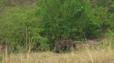 Olive baboon Stock Footage 10717796
