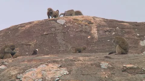 Olive baboon Stock Footage 10717810