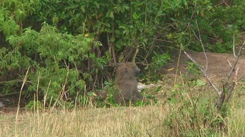 Olive baboon Stock Footage 10717824