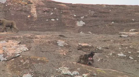 Olive baboon Stock Footage 10717833