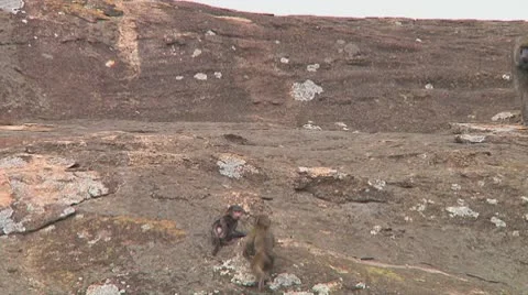 Olive baboon Stock Footage 10717836