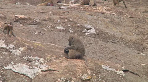 Olive baboon Stock Footage 10717844
