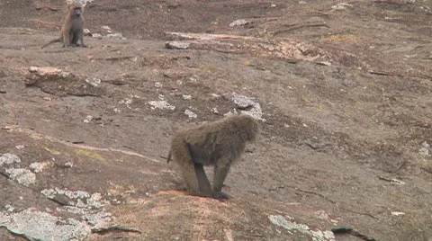 Olive baboon Stock Footage 10717859