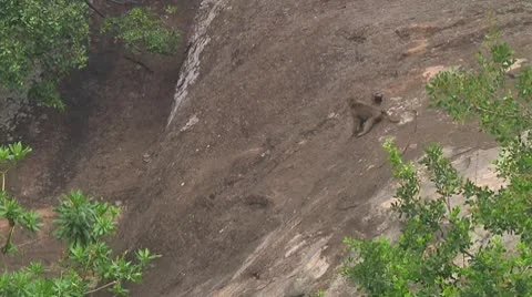 Olive baboon Stock Footage 10717865