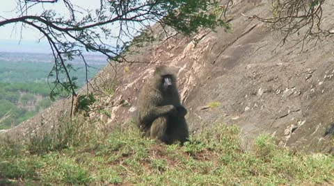 Olive baboon Stock Footage 10717871
