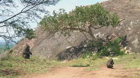 Olive baboon Stock Footage 10717891