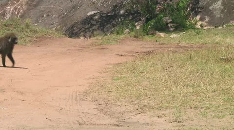 Olive baboon Stock Footage 10717929