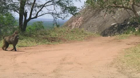 Olive baboon Stock Footage 10717934