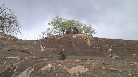 Olive baboon Stock Footage 10747924