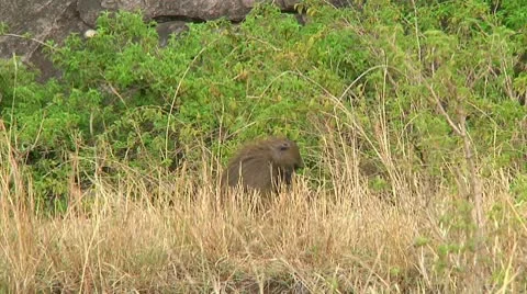 Olive baboon Stock Footage 10747960