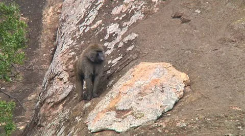 Olive baboon Stock Footage 10748006