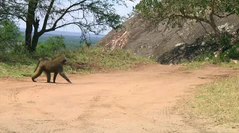 Olive baboon Stock Footage 10748026