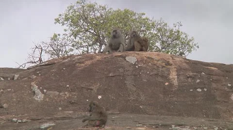 Olive baboon Stock Footage 10754510