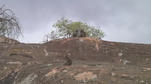 Olive baboon Stock Footage 10754540