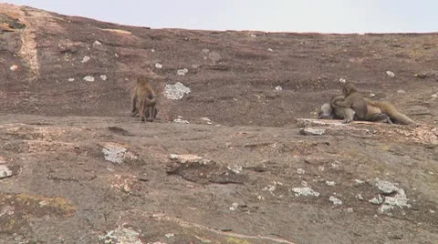 Olive baboon Stock Footage 10754608