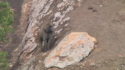 Olive baboon Stock Footage 10754622