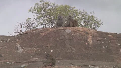 Olive baboon Stock Footage 10757844