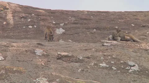 Olive baboon Stock Footage 10757939