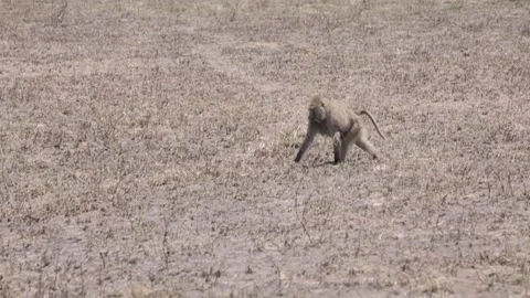 Olive baboon Stock-Footage 134180469