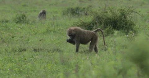 Olive Baboon Stock Footage 138126562