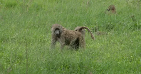Olive Baboon Stock Footage 138127954