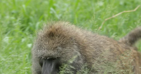 Olive Baboon Vídeos de archivo 138128147
