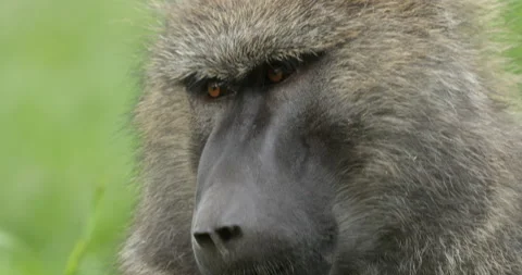 Olive Baboon Vídeos de archivo 138129377