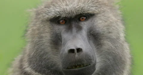 Olive Baboon Stock Footage 138129435