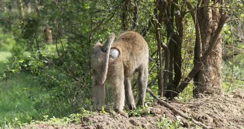 Olive Baboon  Stock Footage 138179482