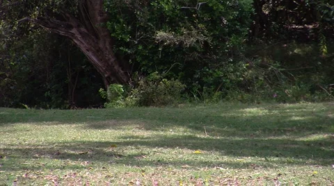 Olive baboon group P1 스톡 동영상 998151