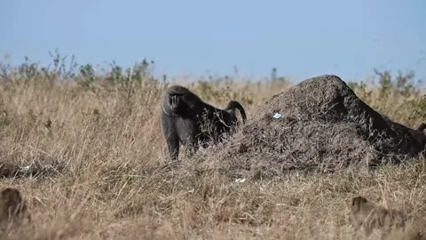 Olive Baboon in Masai Mara Stock Footage 250530123