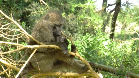 Olive baboon P1 스톡 동영상 997438