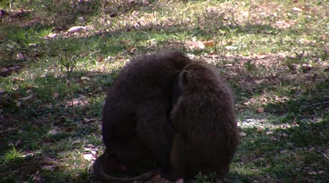 Olive baboon P2 Stock Footage 999424