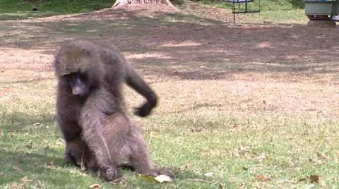 Olive baboon P3 Stock Footage 999173