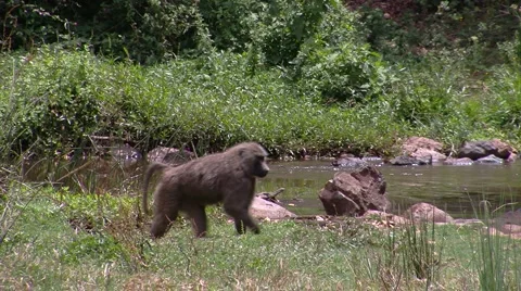 Olive baboon P4 Stock Footage 999579