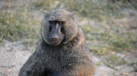Olive Baboon (Papio anubis), Queen Elizabeth National Park, Uganda, Africa Video stock 60131906
