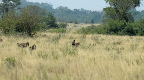 Olive Baboon (Papio anubis), Uganda, Africa Stock Footage 60132123
