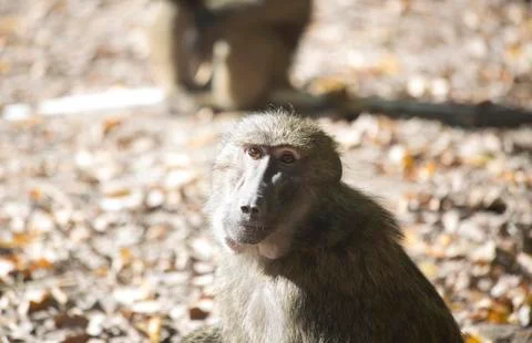 Olive Baboon Stock Photos