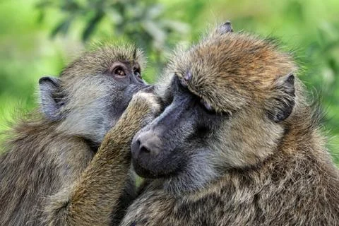 Olive baboon Stock Photos