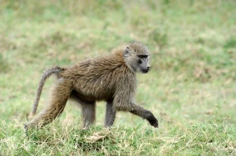 Olive baboon Stock Photos