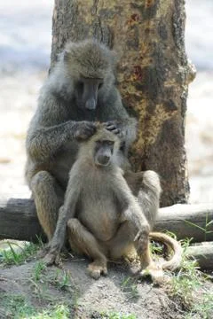 Olive baboon Foto stock