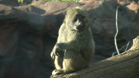 Olive Baboon sits on log, soaking up sunlight (High Definition) Stock Footage 358808