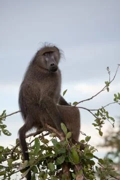 Olive Baboon on the tree Stock Photos