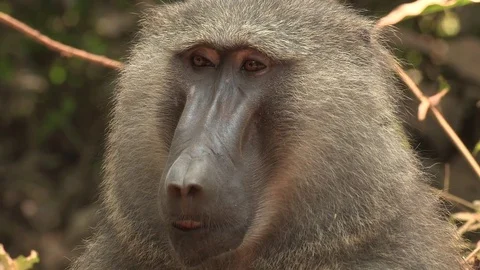 Olive baboon (Uganda) Stock Footage 84597387