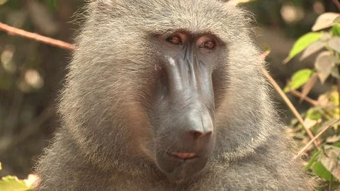 Olive Baboon (Uganda) Stock Footage 84597533