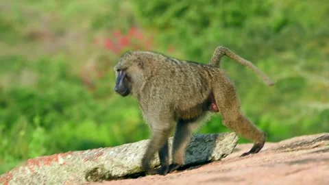 Olive Baboon Walking Across Rocky Terrain Telephoto Shot 4k Footage Stock Footage 338266809
