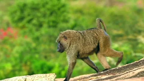 Olive baboon walking on granite rock in natural african savanna habitat during Stock Footage 340952190