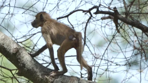 Olive baboon walking on a tree branch in Tanzania Stock Footage 326154308