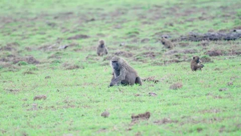Olive Baboons Eating Stock Footage 305124544